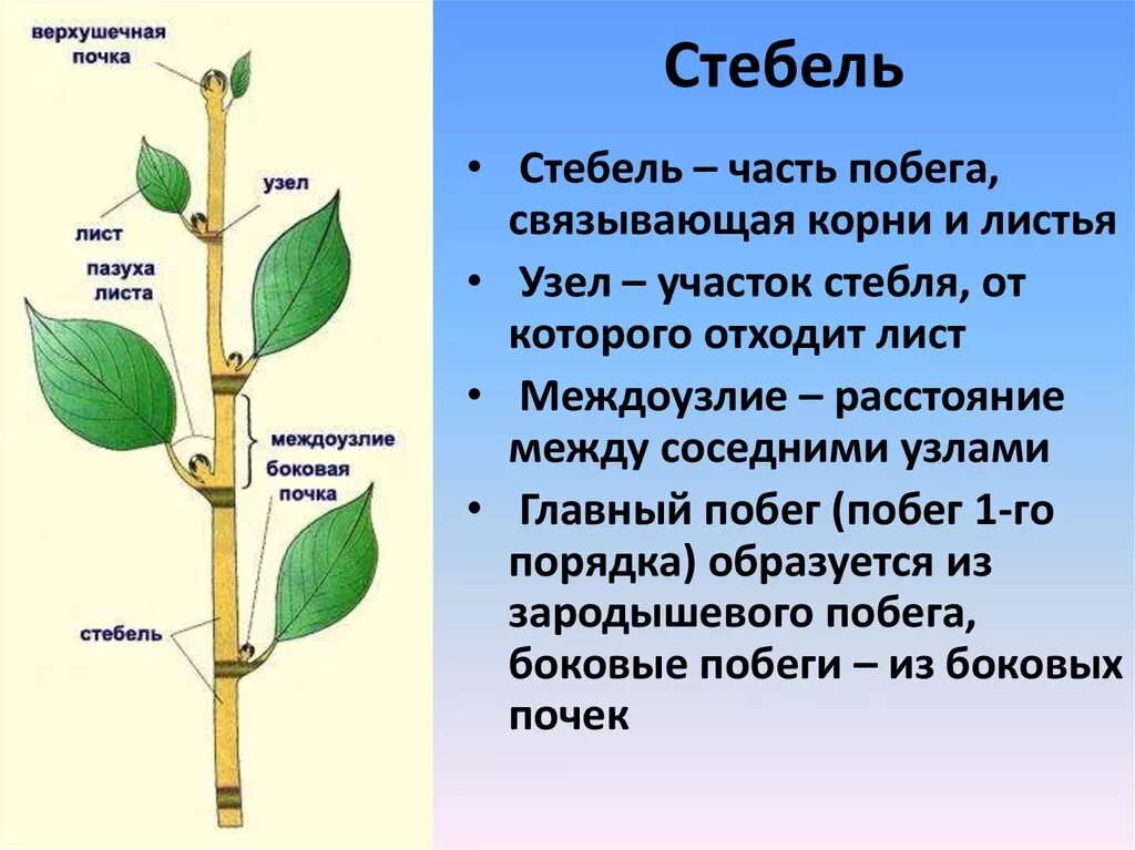 Почему почка побег. Побег, лист,почка, пазуха листа,узел, междоузлие. Строение побега листа и стебля. ПАЗУШНАЯ почка побег стебель. Междоузлие у побега.