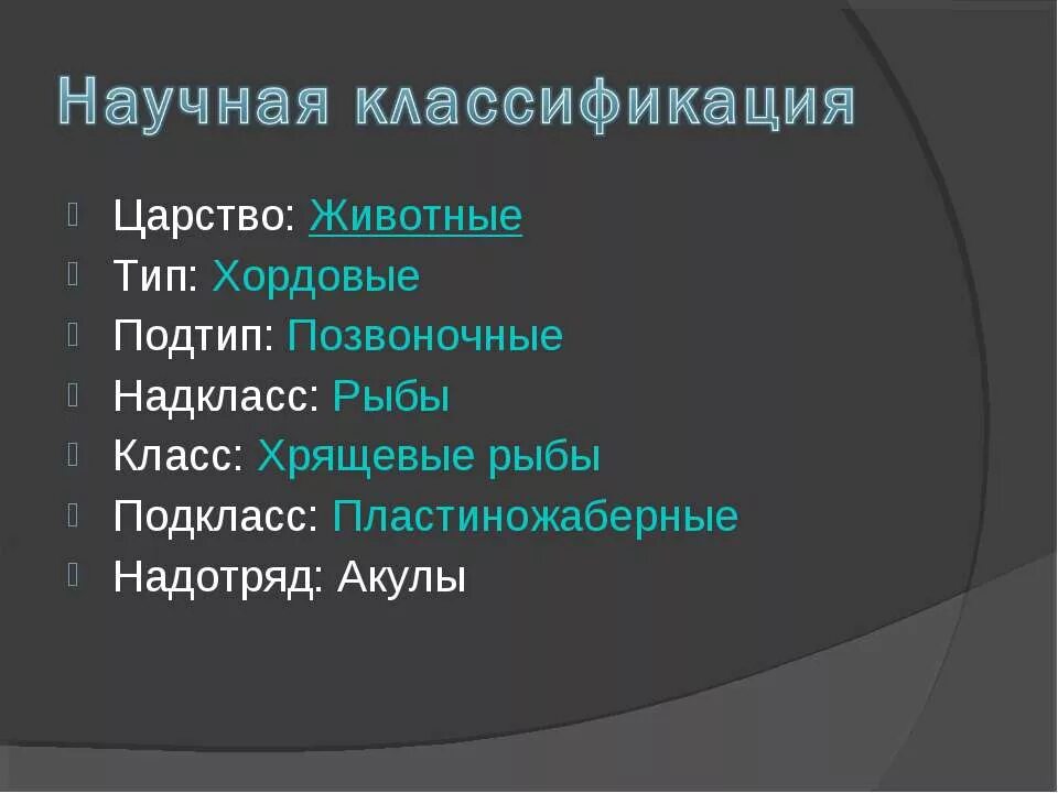 Тип подтип класс отряд семейство. Систематика акулы. научная классификация акулы. классификация белой акулы. хрящёвая рыба классификация царство.