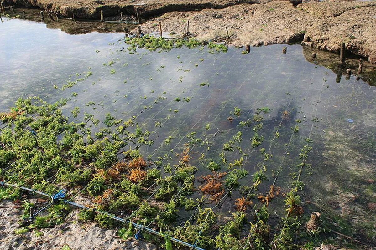 Культивирования водорослей. Марикультура водоросли. Плантации нори. Плантации водорослей. Морской огород.