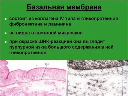 Базальная мембрана