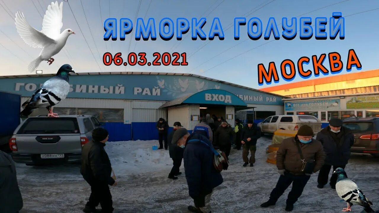 Голубиный рынок в москве. Астрахань голуби рынок. Голуби на птичьем рынке. Выставка голубей на садоводе. Рынок в голубом.