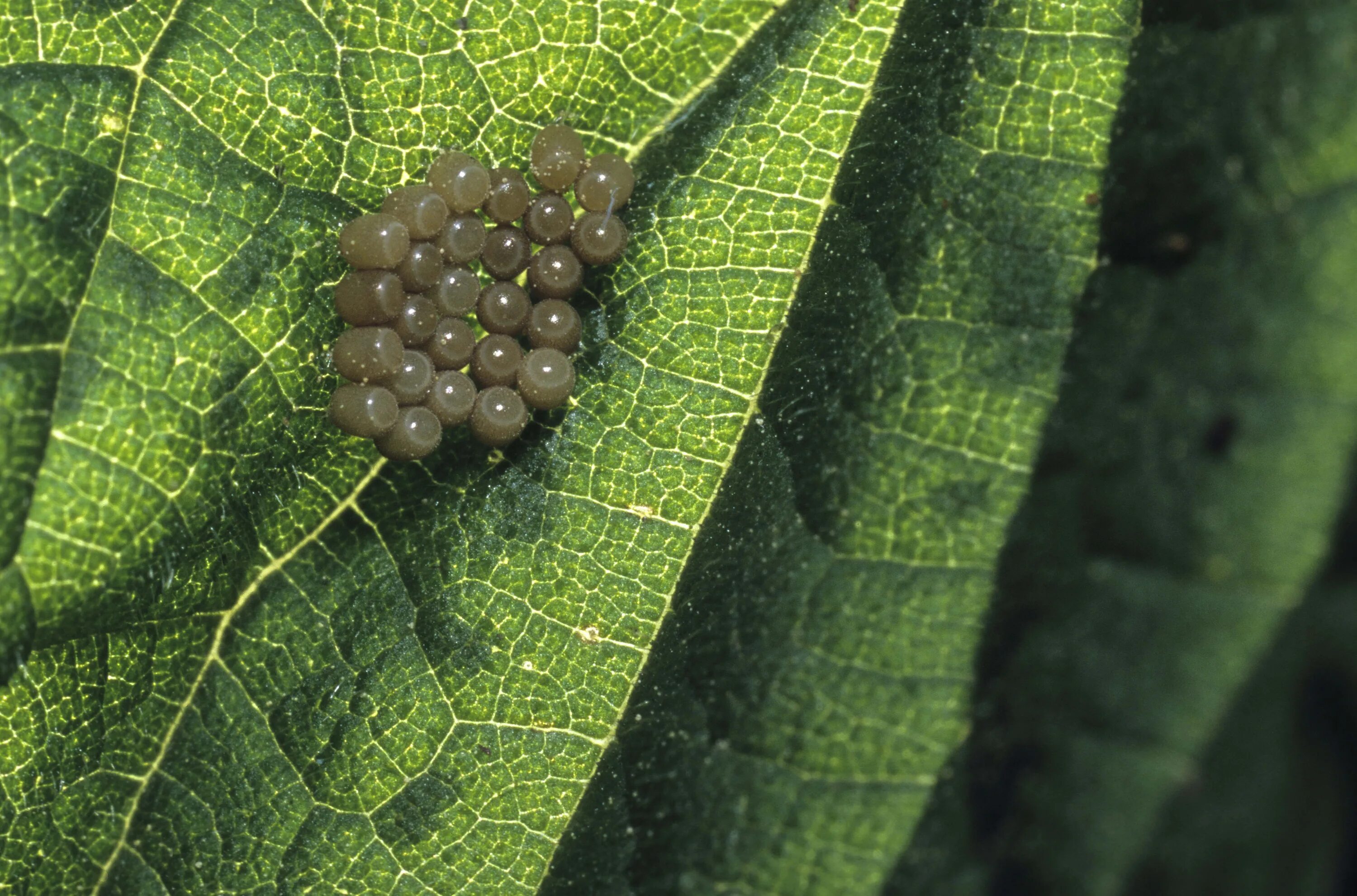 Яйца насекомых на листьях. Яйца вредителей на листьях. Личинки на листьях винограда.