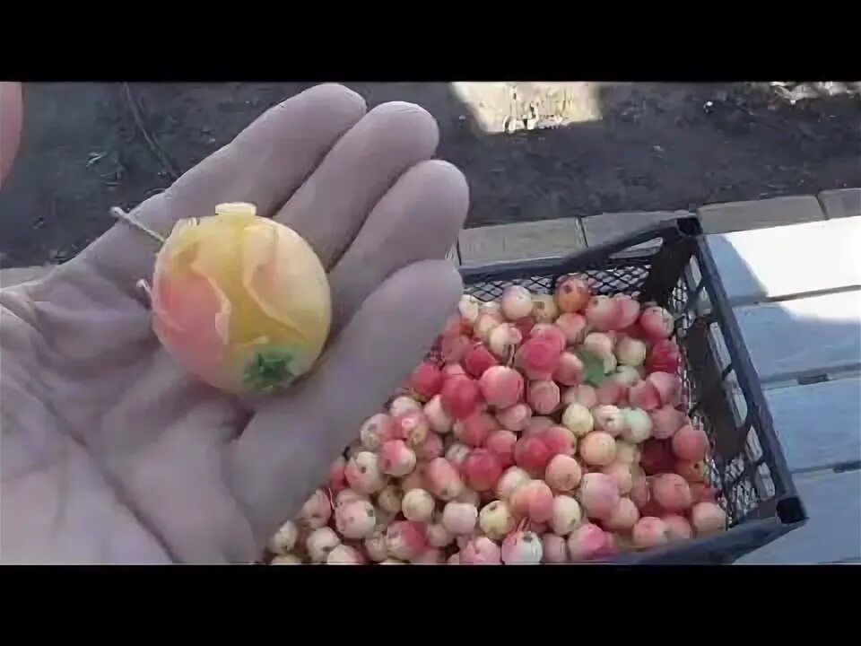 Как быстро собрать яблоки