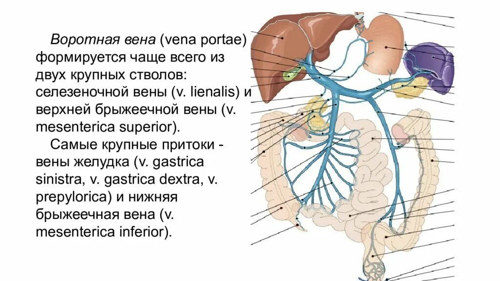 Портальная Вена притоки. Притоки воротной вены анатомия. Правая воротная вена