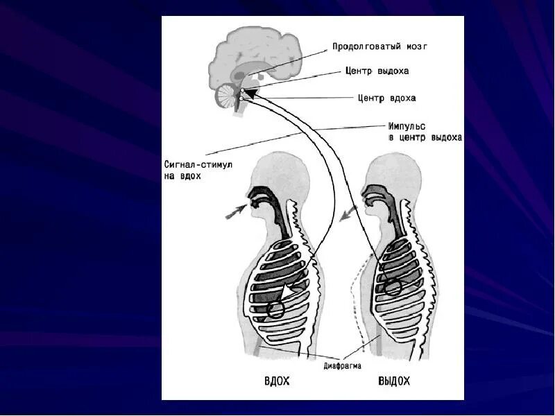 Дыхание с помощью легких впервые появляется у. Механизм вдоха и выдоха регуляция дыхания. Механизм дыхания человека схема. Акт вдоха и выдоха схема. Регуляция дыхания вдох и выдох.