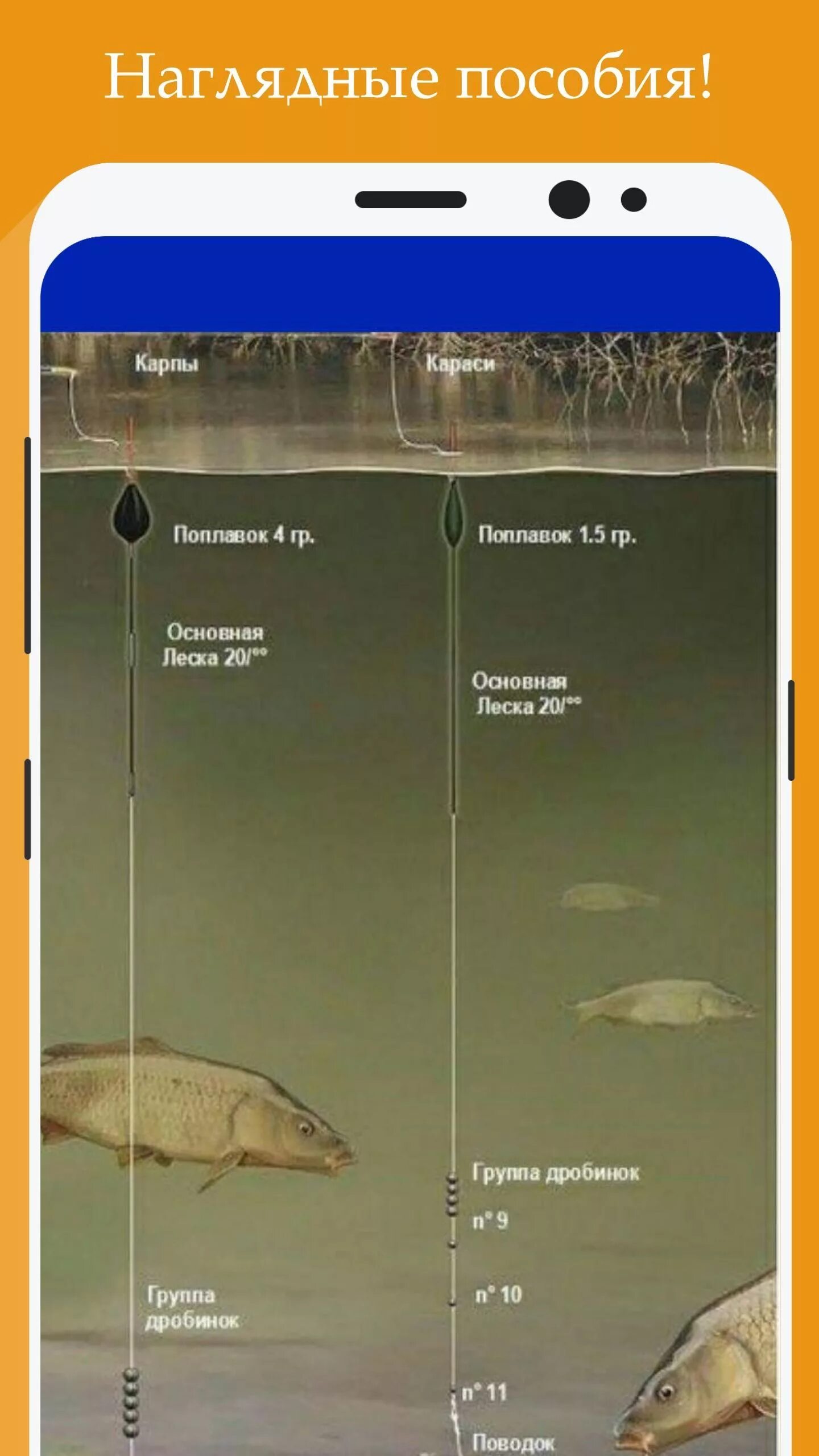Какую рыбу на какой глубине ловить. Глубина для ловли карася. на какой глубине карп летом. на какой глубине ловить карася. на какой глубине клюет рыба.