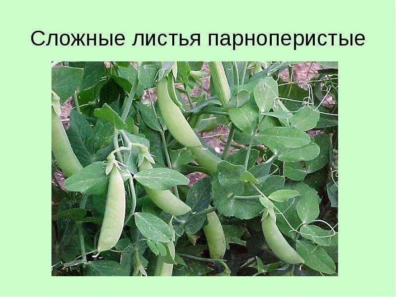 Видоизменение листьев гороха. Семена горох шуга беби 5г. усик гороха видоизмененный лист. горох бинго. усик гороха видоизменение.