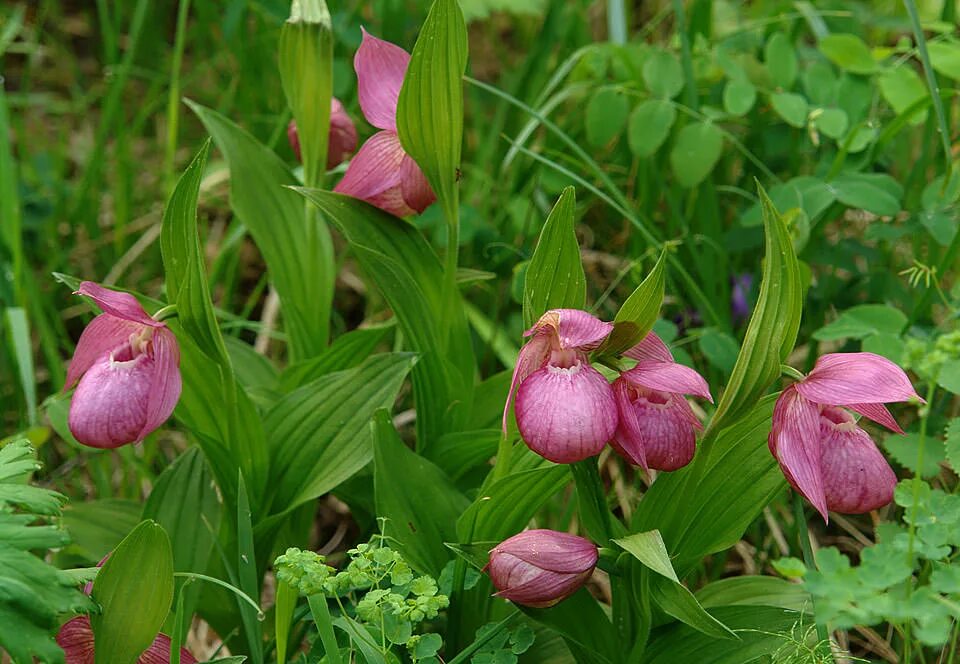 Кальцеолярия uniflora. Редкие растения названия. Кандык (erythronium). Орхидея пассифлора. Чили сельва тропические цветы.