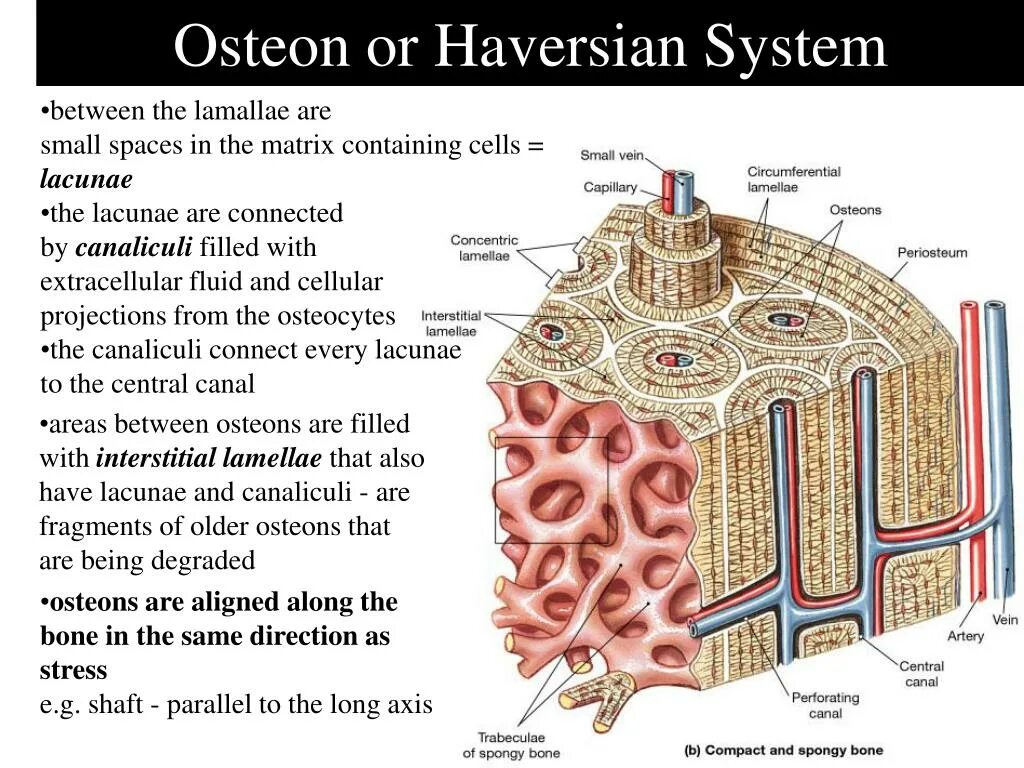 Строение остеона гистология. Канал остеона. Центральный канал остеона. Гаверсов канал. Остеон ткань