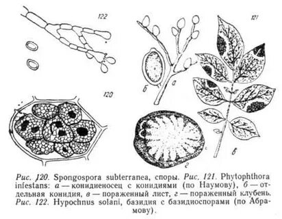 В клетках листа яблони ночью происходит процесс