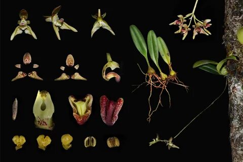 Plant diversity