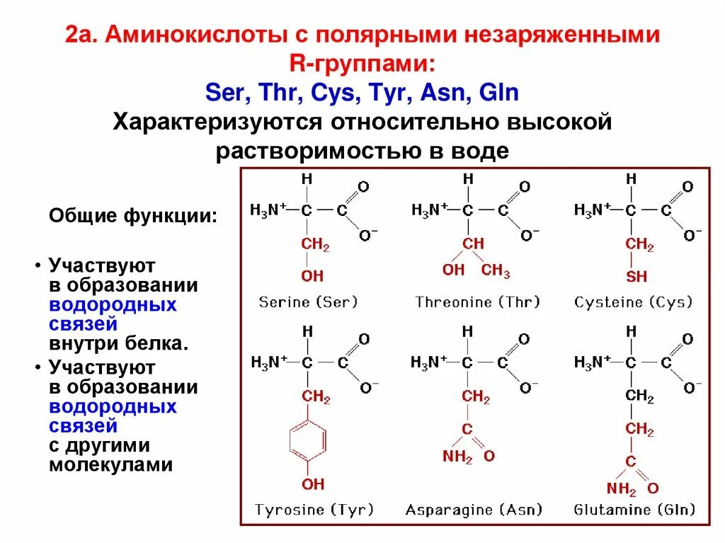 Как изменилось количество аминокислот. 20 Аминокислот. Аминокислоты с незаряженными радикалами. Полярные незаряженные аминокислоты. Полярные группы аминокислот.