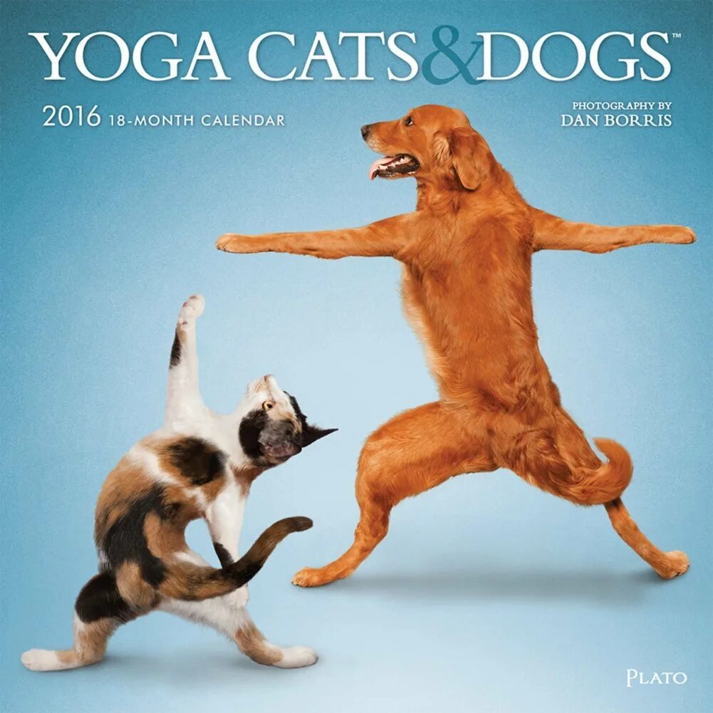 Собака йог. Йога Cat Dog. Календарь кошки йоги. Yoga Cats Постер. Календарь йога догс.