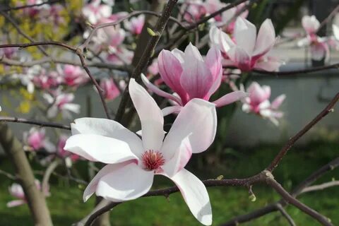 Magnolia's