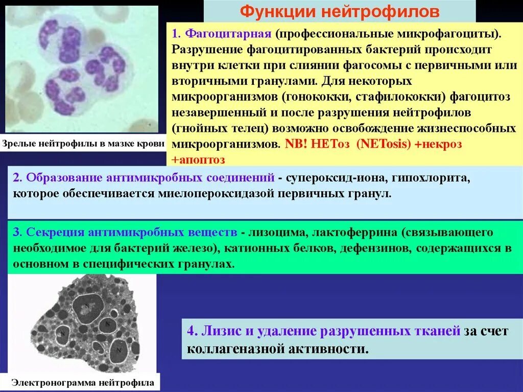 Иммуноглобулин и катионный белок. Основные функции нейтрофилов. Катионные белки нейтрофилов. Специфические гранулы нейтрофилов. Основная функция нейтрофилов.