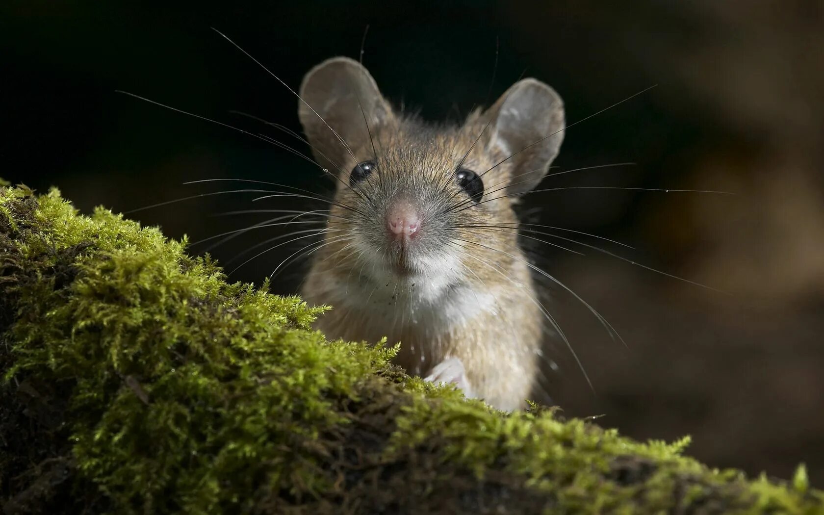 Довольная крыса. Трусливая мышь. Удивленная мышь. Смешные крысы. Испуганная мышь.