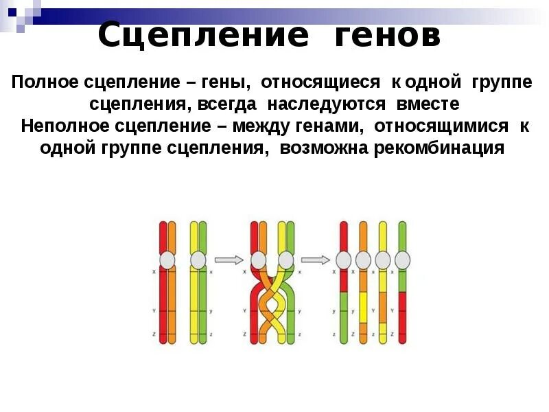 Сцепление генов и кроссинговер. Сцепление генов в хромосоме. Сцепленные гены кроссинговер. Схема расположения сцепленных генов в хромосоме.