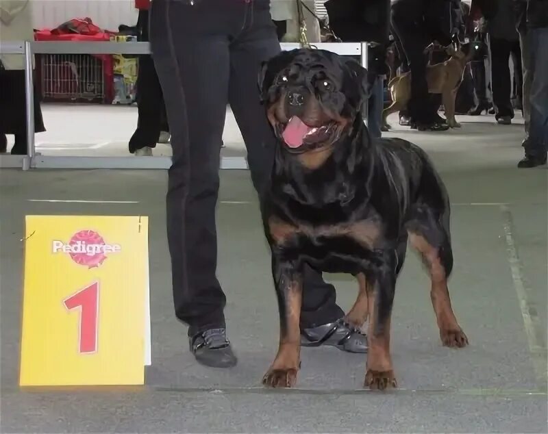 Маленькие собаки породы которые можно завести в квартире. Собаки дона питомник. Питомник чихуахуа в ростове на дону. Питомники ростова на дону собаки маленькие. Щенки чихуахуа ростов на дону.