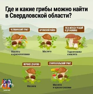 Как распознать съедобные грибы