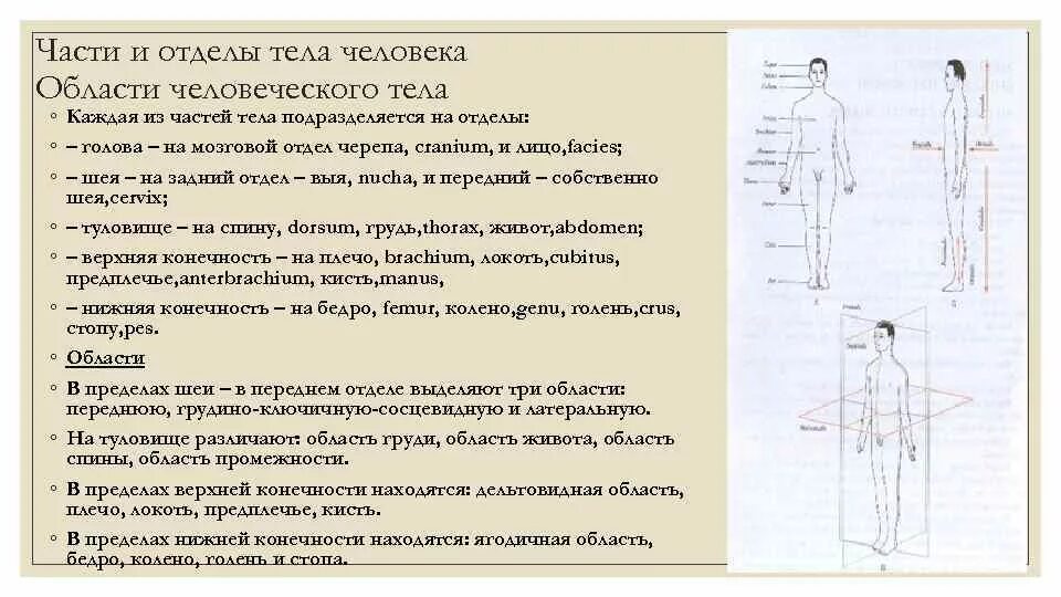 Отделы и области тела