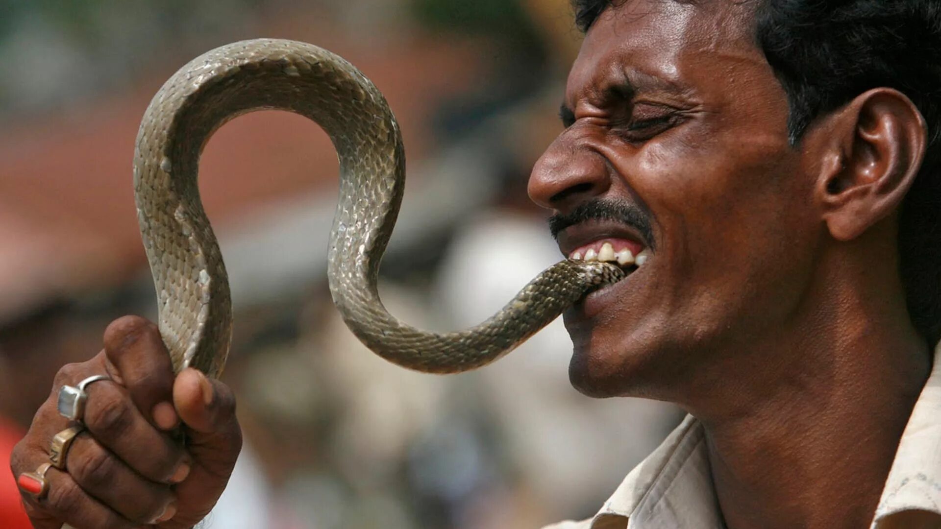 говорящая со змеями. индийские змеи. говорящая со змеями. змееуст гарри поттер. спиртное со змеями.