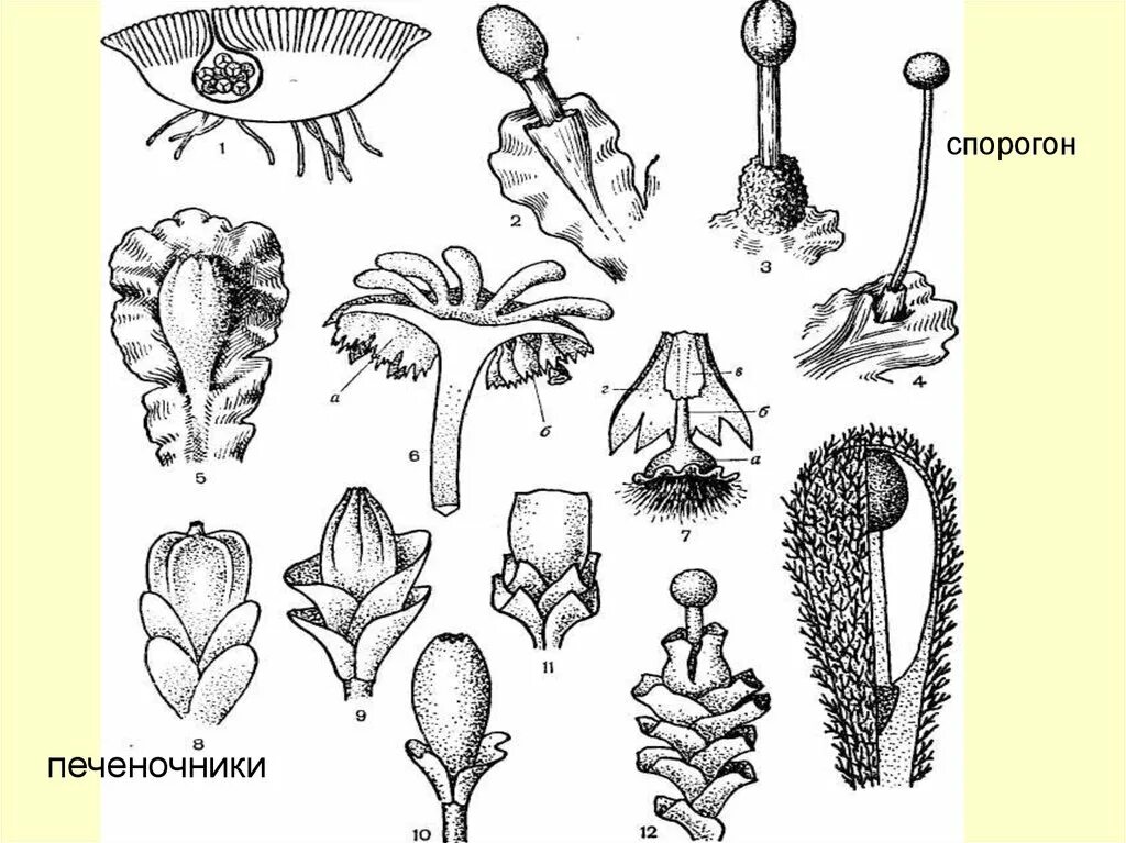 Спорогон маршанции. Спорогон маршанции строение. Спорогон растения. Спорогон у мхов это. Спорогон сфагнума
