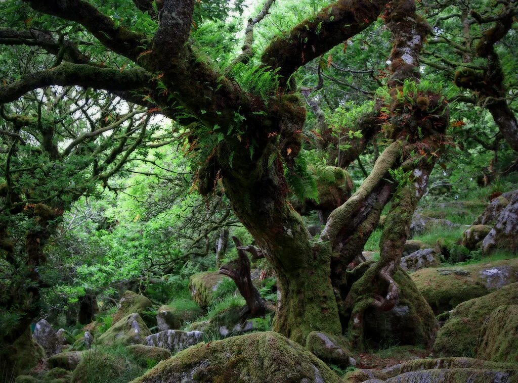 To be closer to nature. Дартмур Англия лес. Шервудский лес в Англии. Вистманс-Вуд, Дартмур. Вистманский лес Англия.