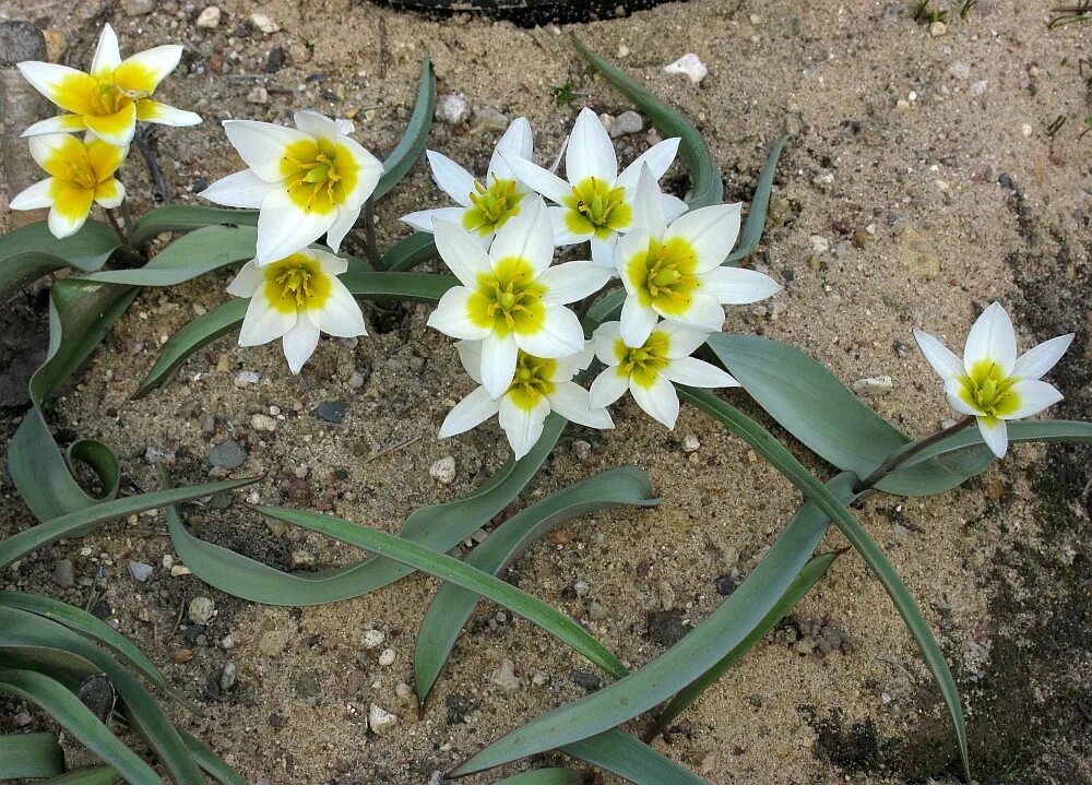 Цингерия Биберштейна. Tulipa biflora. Тюльпан двухцветковый. Тюльпан двуцветковый