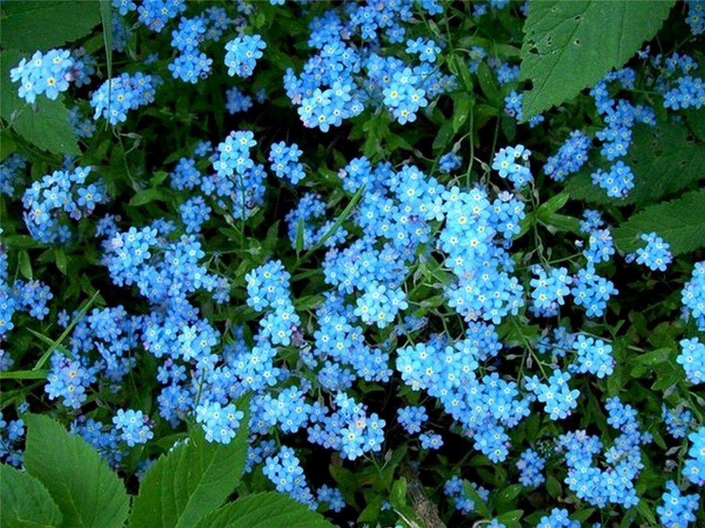 Незабудка стелющаяся многолетняя. Незабудка Чекановского Myosotis czekanowskii. Незабудка Садовая голубая многолетняя. Незабудка почвопокровная. Трава с голубыми цветами на ш