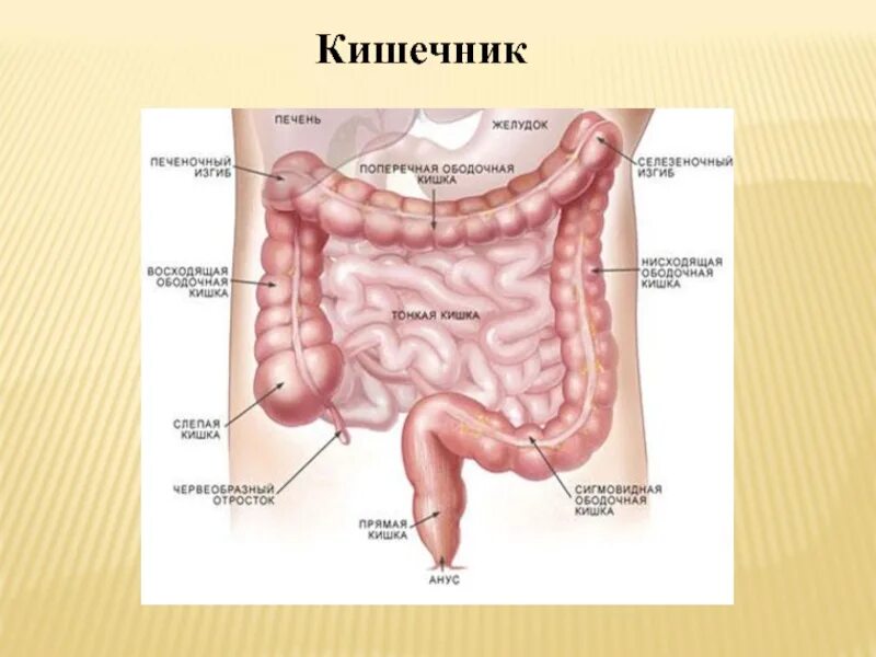 Строение кишечника картинки. Ободочная толстая кишка анатомия. Строение ободочной кишки анатомия. Отделы тонкой и толстой кишки анатомия. Толстый и тонкий кишечник анатомия строение и функции.