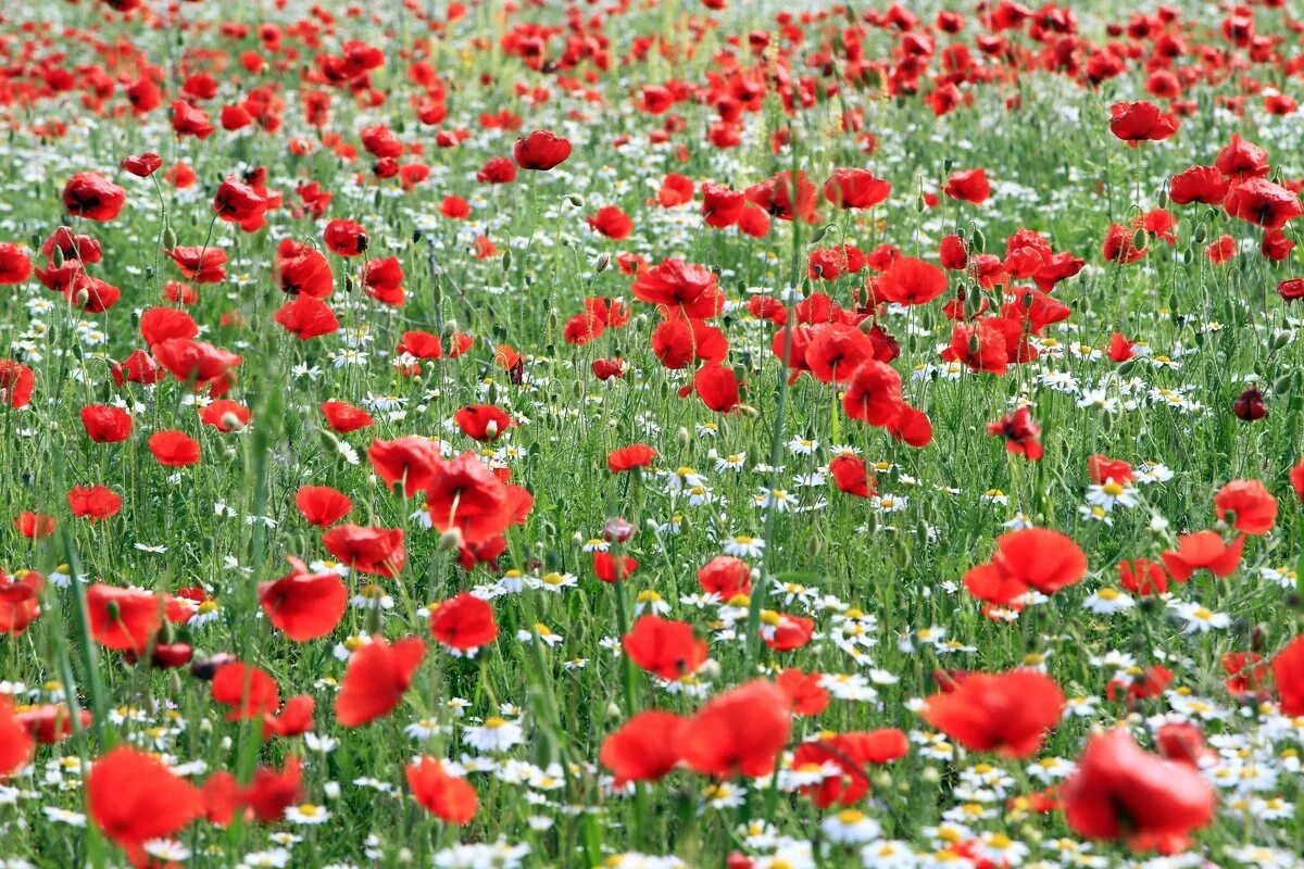 Белый мак среди красных. Маковые поля фландрии. Красно белый мак. Херсонес в маках. N poppy.