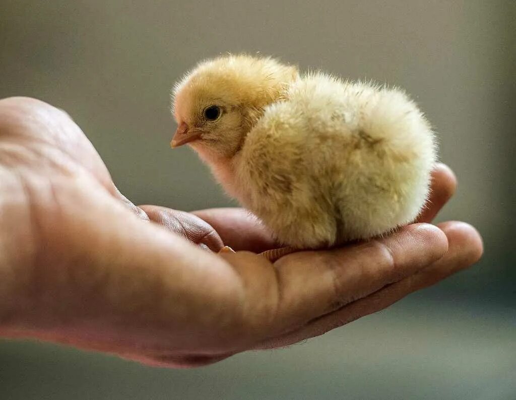 К чему снится цыпленок желтый. Цыпленок. Новорождённые циплята. Новорожденных цыплят. Птенчик курицы.