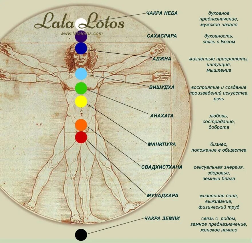 Прекрасное расположение духа. Расположение чакр на теле человека. Чакры на теле человека схема. 7 Чакр человека их расположение. Энергетические центры человека схема расположения.