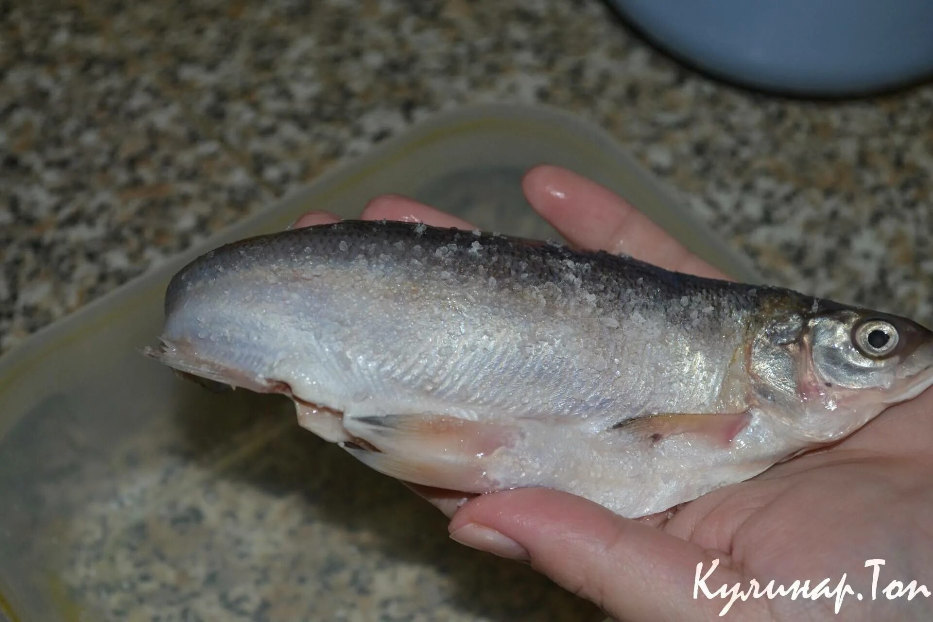 Как приготовить рыбу сырок. Пелядь как вкусно посолить. сырок соленый. пелядь рыба как посолить.