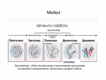 Происходит кроссинговер митоз и мейоз