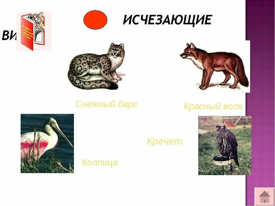 Животные красной книги красноярского края. Животное красной книги красноярского края. Животное красноярского края занесенные в красную. Какие животные красноярского края нуждаются в охране. Какие животные красноярского края нуждаются в охране.
