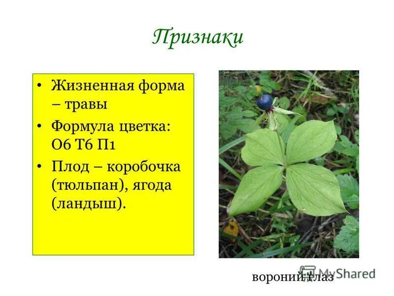 Какое жилкование у розоцветных. Какое жилкование у розоцветных