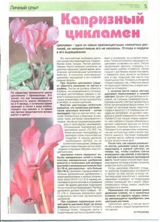Цикламен пересадка после покупки
