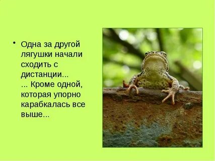 Читать про лягушек