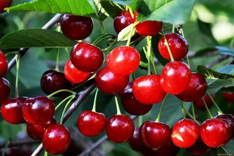 Вишня какую выбрать