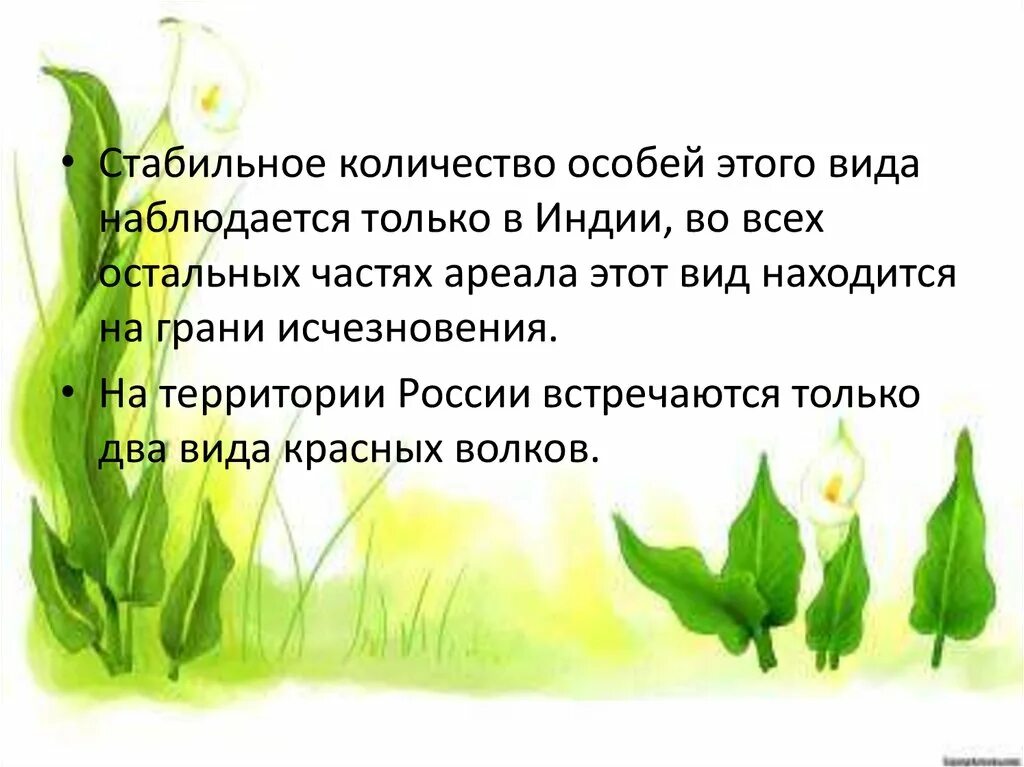 Растения число особей