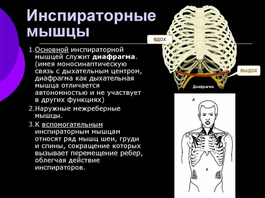 Инспираторные мышцы основные и вспомогательные. Дыхательные мышцы инспираторные и экспираторные. Инспираторные мышцы это физиология. Инспираторные мышцы перечислить. Инспираторное вдох