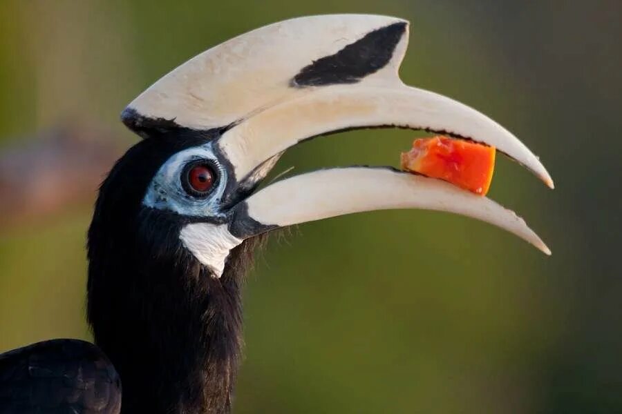 Шлюмоносая птица носорог. Птица носорог букв. Хорнбилл птица-носорог. Птица носорог сулавеси. Индийская птица-носорог.