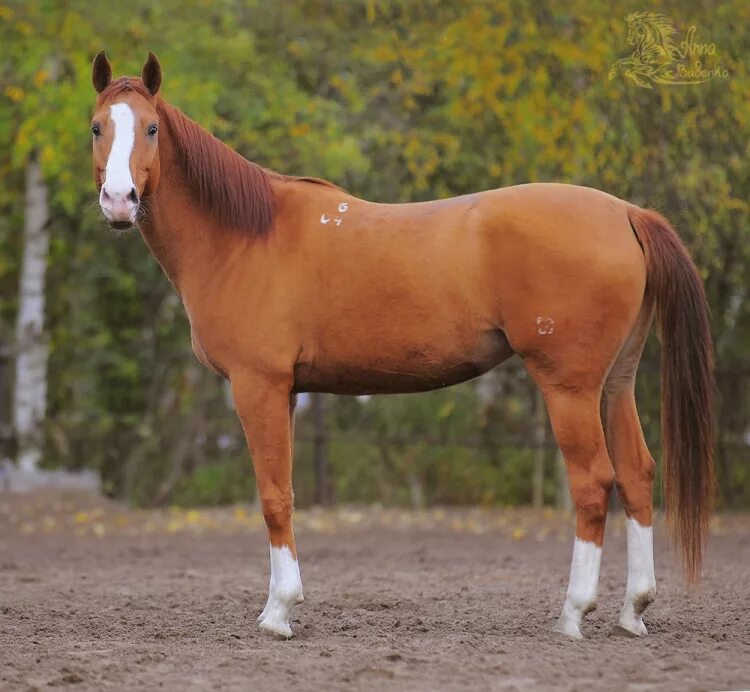 аппалуза лошадь. русская верховая порода вороная. чубарая лошадь. рыжеватое пятно на боку вороного коня 9. рыжеватое пятно на боку вороного коня 9.