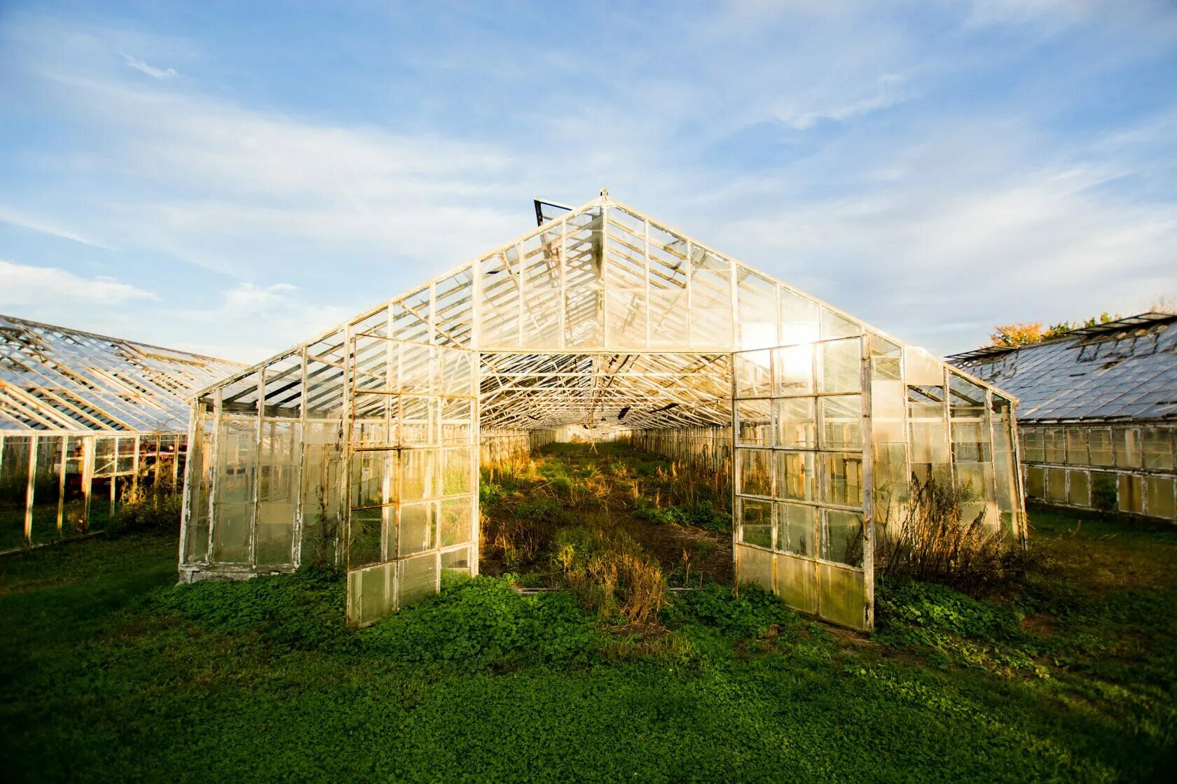 Теплицы Green House Greenhouse теплицы. Двускатная Промышленная оранжерея. Теплица Анны Эдеи. Теплица ди