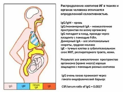 Иммуноглобулины проникающие через плаценту