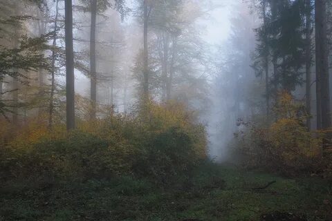 Какая погода в лес