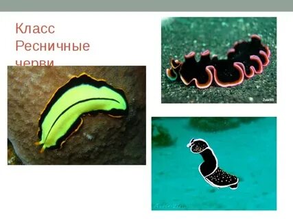 Класс ресничные форма тела