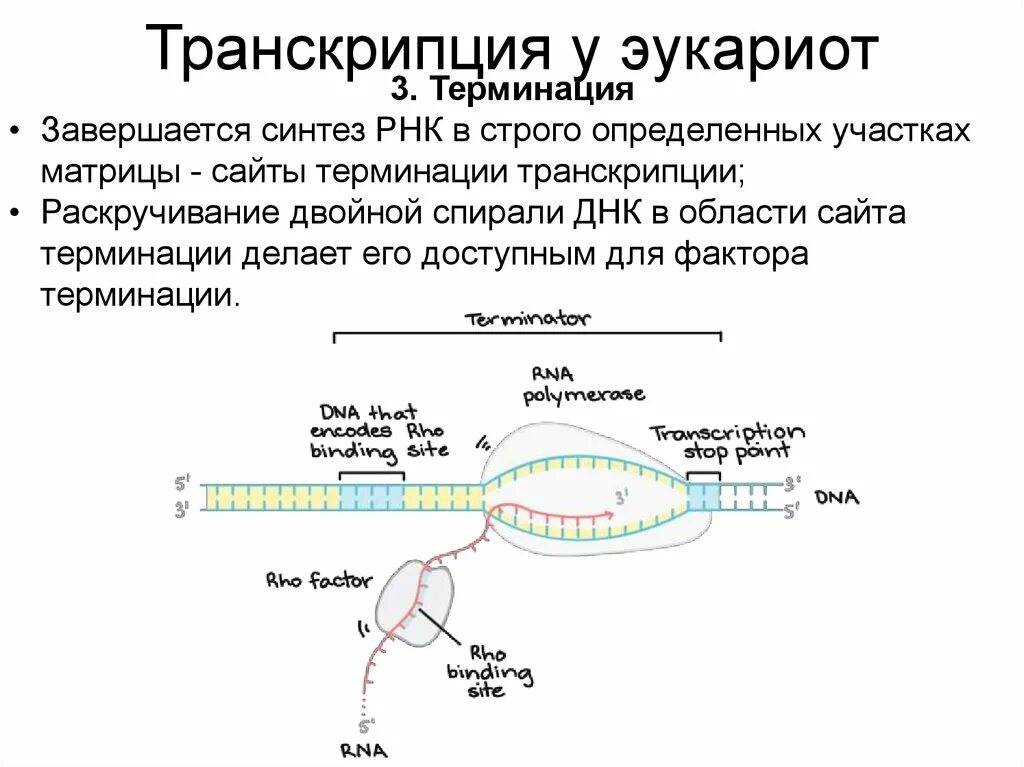 Реакции матричного синтеза синтез белка. Стадии транскрипции инициация элонгация терминация. Этапы транскрипции инициация. Схема процесса транскрипции инициация. Исходный продукт синтеза рнк ферментом рнк-полимеразой.