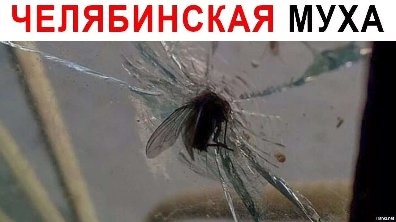 Билась муха. Челябинская Муха. Челябинская Муха в стекле. Муха смешная картинка. Муха прикол.